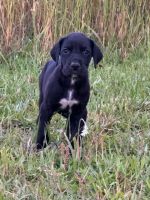 Great Dane Puppies for sale in Green Sea, South Carolina. price: $600