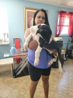 Great Dane Puppies for sale in Miami, Florida. price: $120,000