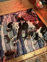 Great Dane Puppies for sale in Alliance, Ohio. price: $2,000