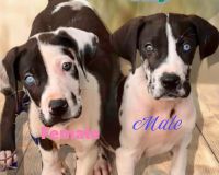 Great Dane Puppies for sale in Washington, Indiana. price: $1,400