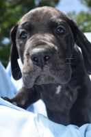 Great Dane Puppies for sale in Alvarado, Texas. price: $1,800