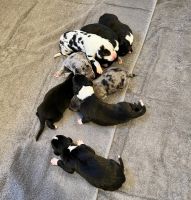 Great Dane Puppies for sale in Bridgeton, New Jersey. price: $1,000