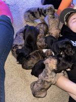 Great Dane Puppies for sale in Bernville, PA 19506, USA. price: $1,600