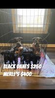 Great Dane Puppies for sale in Davisboro, GA 31018, USA. price: NA