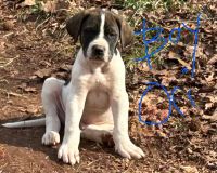 Great Dane Puppies for sale in Fayetteville, GA, USA. price: $300