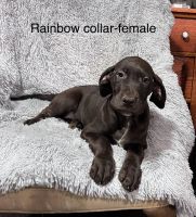 Great Dane Puppies for sale in Chippewa Falls, WI 54729, USA. price: $1,600
