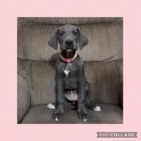 Great Dane Puppies for sale in Smithfield, NC 27577, USA. price: NA