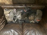 Great Dane Puppies for sale in Hammond, LA, USA. price: $750