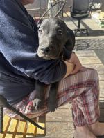 Great Dane Puppies for sale in Queen Creek, AZ, USA. price: $450