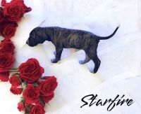 Great Dane Puppies for sale in Bernville, PA 19506, USA. price: $1,600