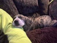 Great Dane Puppies for sale in Bernville, PA 19506, USA. price: $1,400