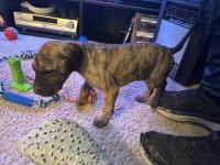 Great Dane Puppies for sale in Bernville, PA 19506, USA. price: $1,600