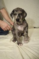 Great Dane Puppies for sale in Laura, OH 45337, USA. price: $1,200