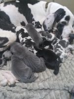 Great Dane Puppies for sale in Muskogee, OK, USA. price: $1,000