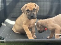 Great Dane Puppies for sale in Tucson, AZ, USA. price: $3,000