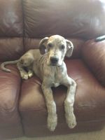 Great Dane Puppies for sale in Raeford, NC 28376, USA. price: $900