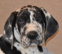 Great Dane Puppies, AKC -- PRICE REDUCED