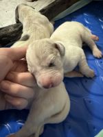Great Dane Puppies for sale in Wilson, NC, USA. price: $1,000