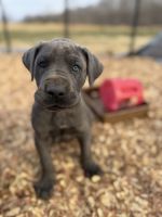 Great Dane Puppies for sale in Ashland, KY, USA. price: $1,500