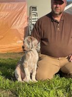 Great Dane Puppies for sale in Sacramento, CA 94205, USA. price: $2,500