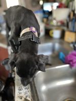 Great Dane Puppies for sale in 5973 Lights Ferry Rd, Flowery Branch, GA 30542, USA. price: $450