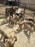 Great Dane Puppies for sale in Lancaster, CA, USA. price: $1,000