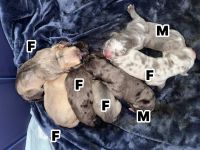 Great Dane Puppies for sale in CORP CHRISTI, TX 78411, USA. price: NA