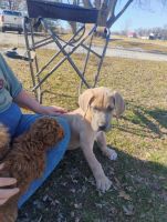 Blue Fawn Great Dane looking for a furever home