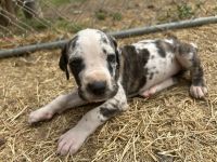 Great Dane Puppies for sale in Clanton, AL, USA. price: $500