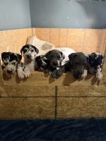 Great Dane Puppies for sale in Reseda, Los Angeles, CA, USA. price: $1,500