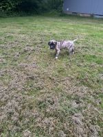 AKC Great Dane Puppies