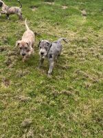 AKC Great Dane Puppies