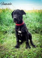 Great Dane Puppies for sale in Bowlus, MN, USA. price: $1,000