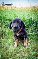Great Dane Puppies for sale in Bowlus, MN, USA. price: $1,400