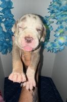 Great Dane Puppies for sale in Mulberry, IN 46058, USA. price: $1,600