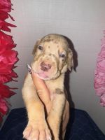 Great Dane Puppies for sale in Mulberry, IN 46058, USA. price: $1,600