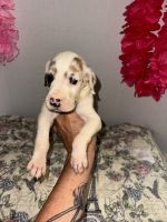 Great Dane Puppies for sale in Mulberry, IN 46058, USA. price: $1,500