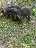 Great Dane Puppies for sale in Chester Gap, VA, USA. price: NA