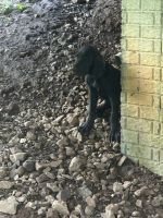 Great Dane Puppies for sale in Chester Gap, VA, USA. price: NA