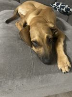 Great Dane Puppies for sale in Lehigh Acres, FL, USA. price: $2,500