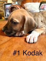 Great Dane Puppies for sale in Los Lunas, NM 87031, USA. price: $750