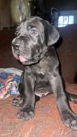 Great Dane Puppies for sale in Pavo, GA 31778, USA. price: $3,000