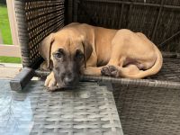 Great Dane Puppies for sale in St Francis, MN 55070, USA. price: $500