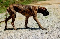 Great Dane Puppies for sale in Grayson, KY 41143, USA. price: $700