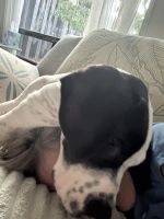 Make Dane harlequin puppy