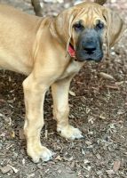 Great Dane Puppies for sale in Fair Oaks, CA, USA. price: $1,000