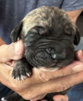 Great Dane Puppies for sale in Clanton, AL, USA. price: $1,500