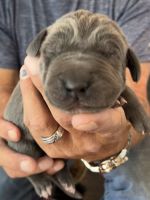 Great Dane puppies