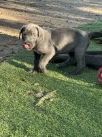Great Dane Puppies for sale in Scotts Valley, CA 95066, USA. price: $2,750