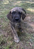 Male Brindle great Dane puppy.